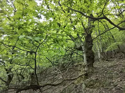 Terrain, 76 539 m²