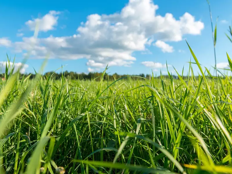 Terrain à bâtir, 830 m²