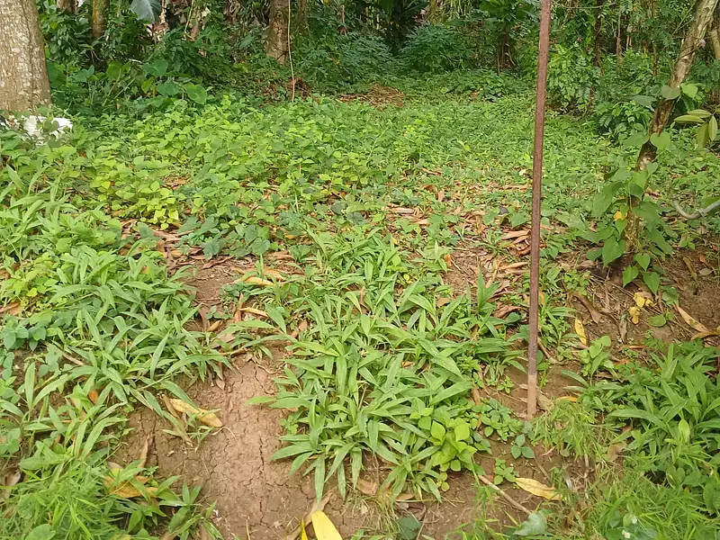Terrain, 1 200 m²