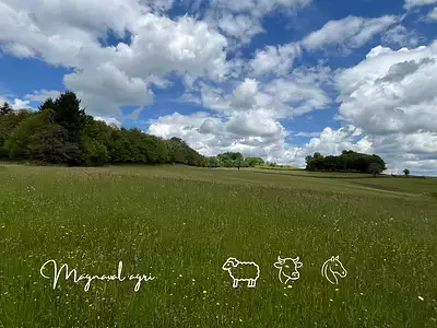 Terrain