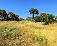 Terrain