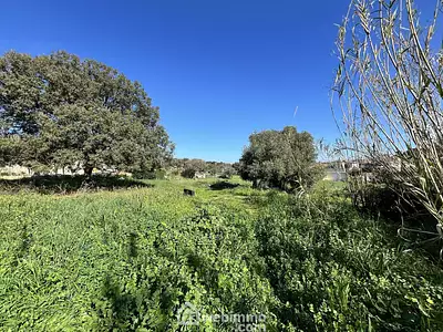 Terrain