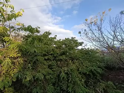 Terrain, 3 600 m²