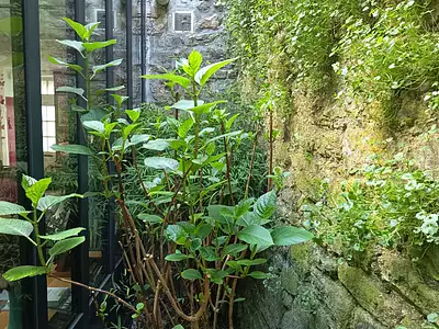 Maison, 65 m²