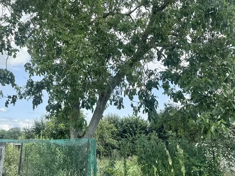 Maison, 65 m²