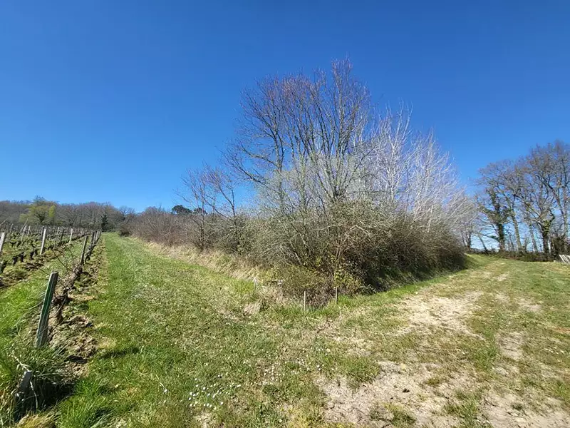 Terrain, 7 061 m²