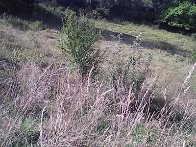 Terrain, 8 317 m²