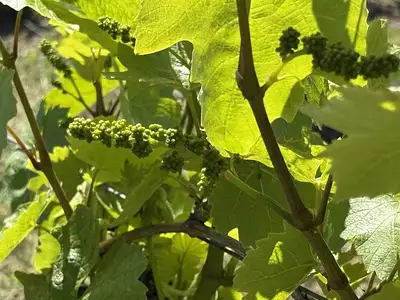 Terrain, 177 143 m²