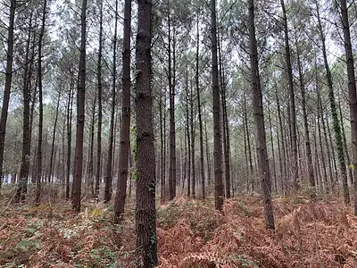 Terrain, 7 000 m²