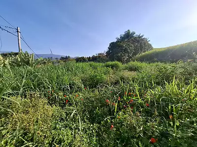 Terrain, 600 m²