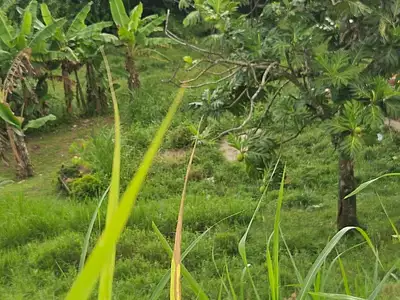 Terrain, 1 328 m²