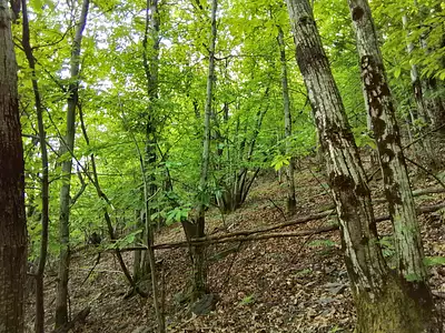 Terrain, 76 539 m²