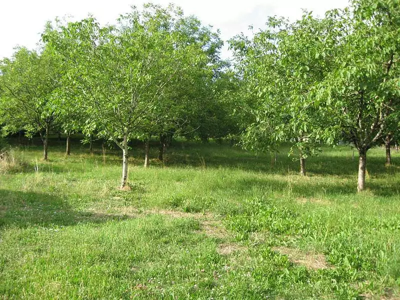 Terrain, 5 957 m²