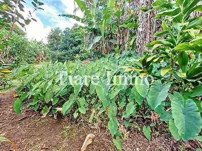 Terrain, 5 000 m²