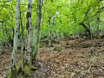 Terrain, 76 539 m²