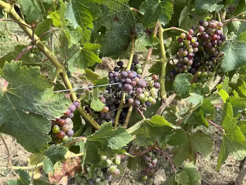 Terrain, 237 900 m²