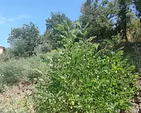 Terrain, 785 m²