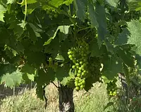 Terrain, 105 426 m²