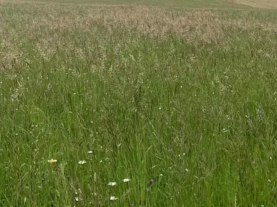 Terrain, 5 920 m²