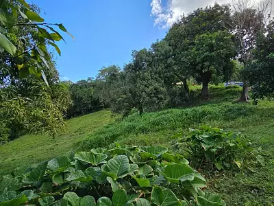 Terrain, 1 333 m²