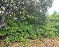 Terrain
