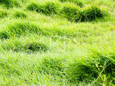 Terrain