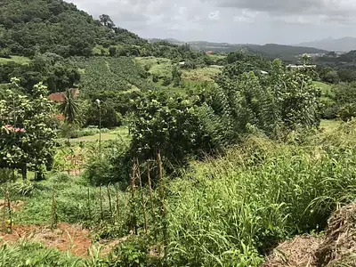 Terrain, 709 m²