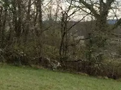 Terrain