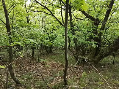 Terrain, 76 539 m²