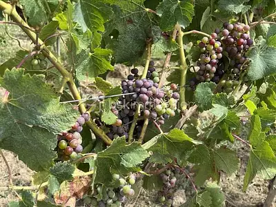 Terrain, 237 900 m²