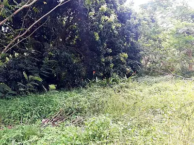 Terrain, 3 646 m²