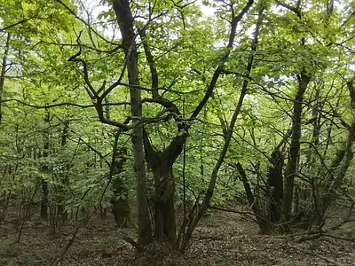 Terrain, 76 539 m²