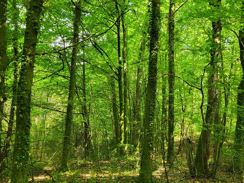 Terrain, 27 664 m²