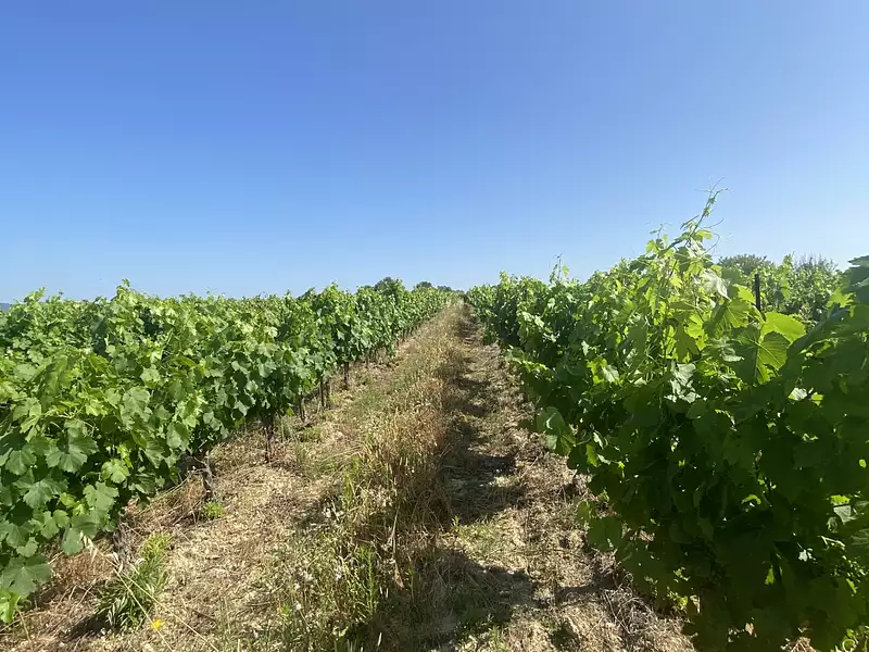 Terrain, 58 175 m²