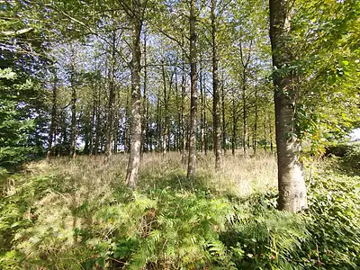 Terrain