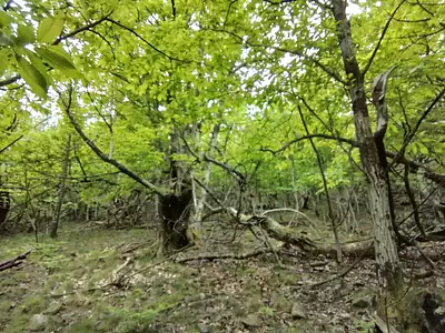 Terrain, 76 539 m²