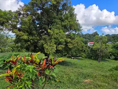 Terrain, 1 333 m²