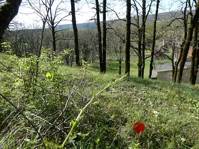 Terrain