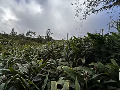 Terrain, 7 682 m²