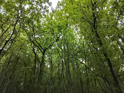 Terrain, 76 539 m²