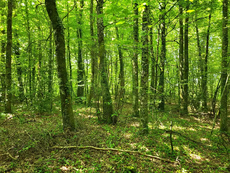 Terrain, 27 664 m²