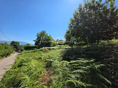 Terrain