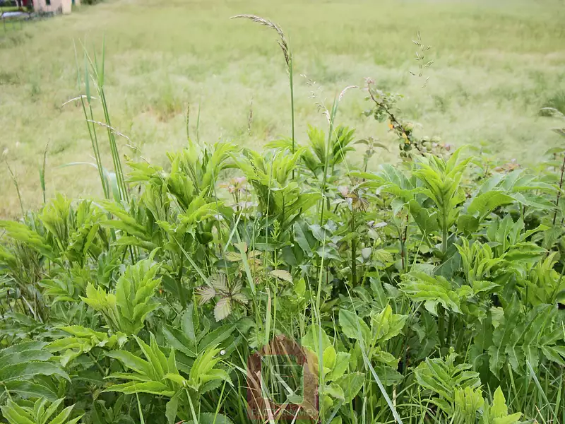 Terrain, 3 850 m²
