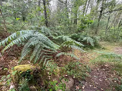 Terrain, 129 172 m²