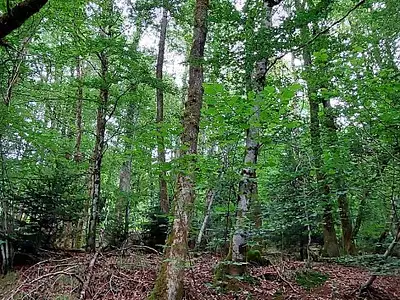 Terrain, 9 088 m²