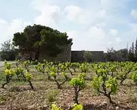 Terrain, 550 000 m²