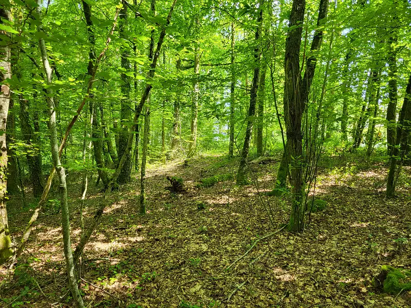 Terrain, 27 664 m²