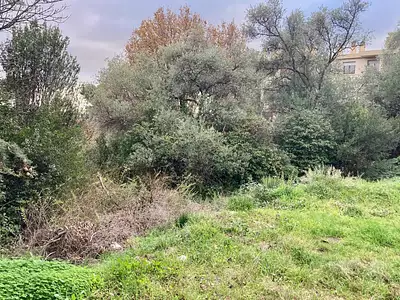 Terrain