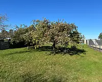 Terrain, 1 519 m²