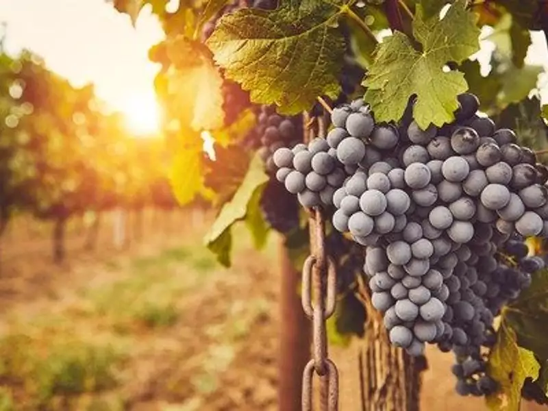 Terrain, 121 977 m²